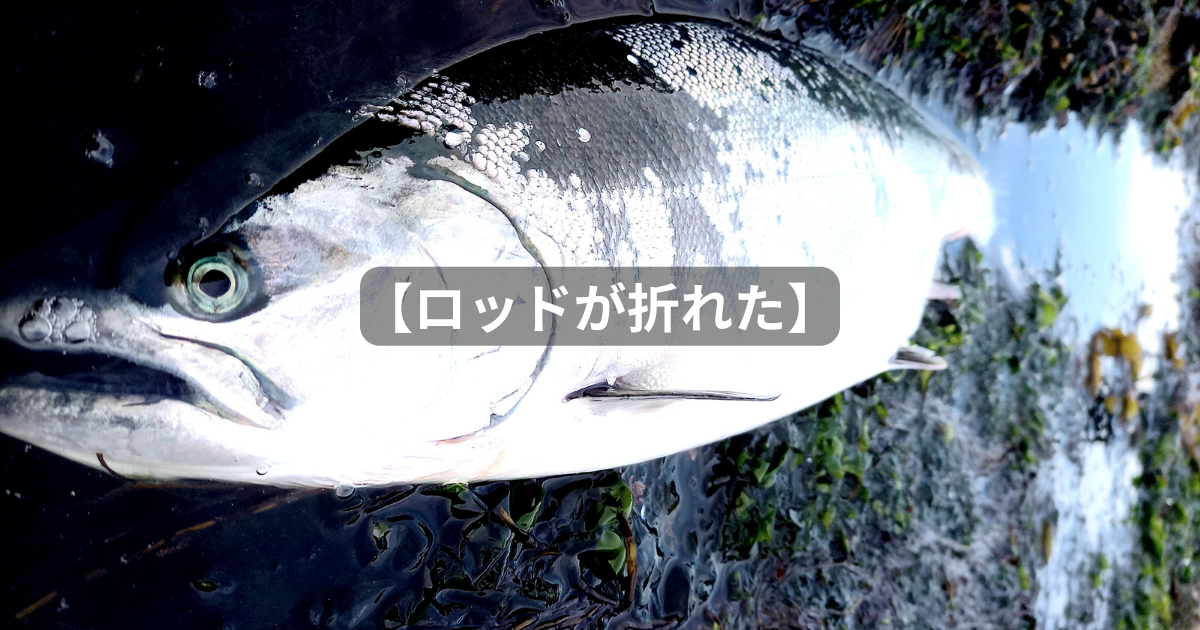 3日間海サクラ修行の旅】 - 北海道 海釣りdiary