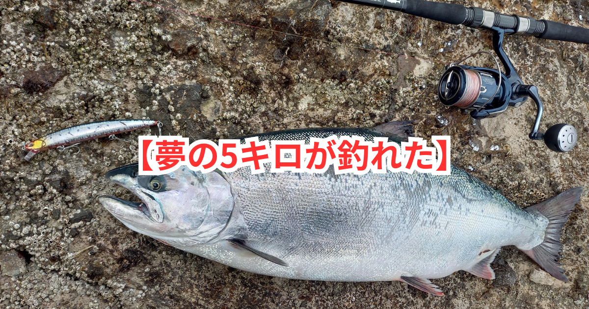 ☆神回☆【5キロの海サクラマス釣っちゃった】 - 北海道 海釣りdiary