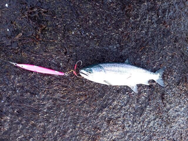 海サクラマス釣りXデー】延長戦 - 北海道 海釣りdiary