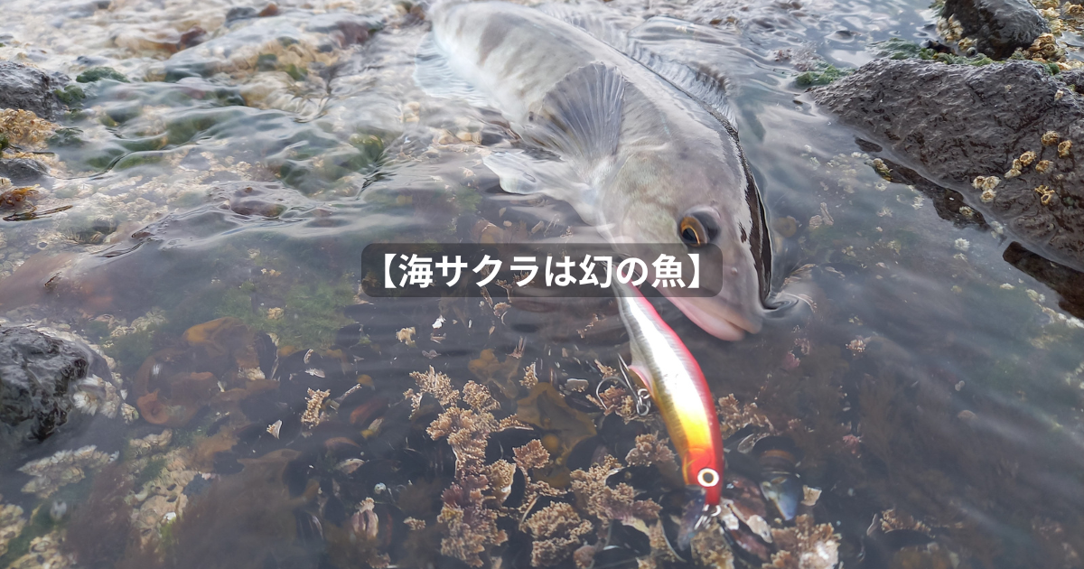 2日間耐久、海サクラマス釣りの旅】 - 北海道 海釣りdiary
