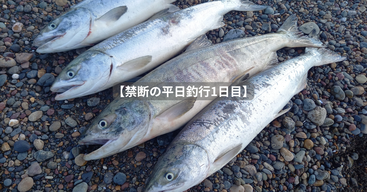 禁断の平日に鮭釣りリベンジ成功】 - 北海道 海釣りdiary