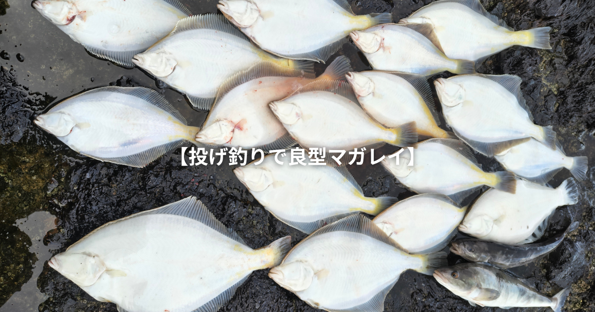余市の磯で投げ釣りで釣れたマガレイ