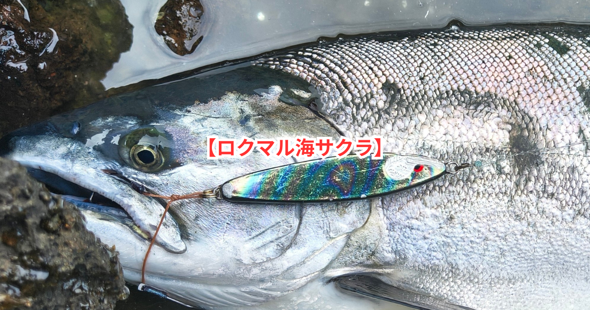 激渋の2026年、海サクラマスが奇跡的に釣れた】 - 北海道 海釣りdiary