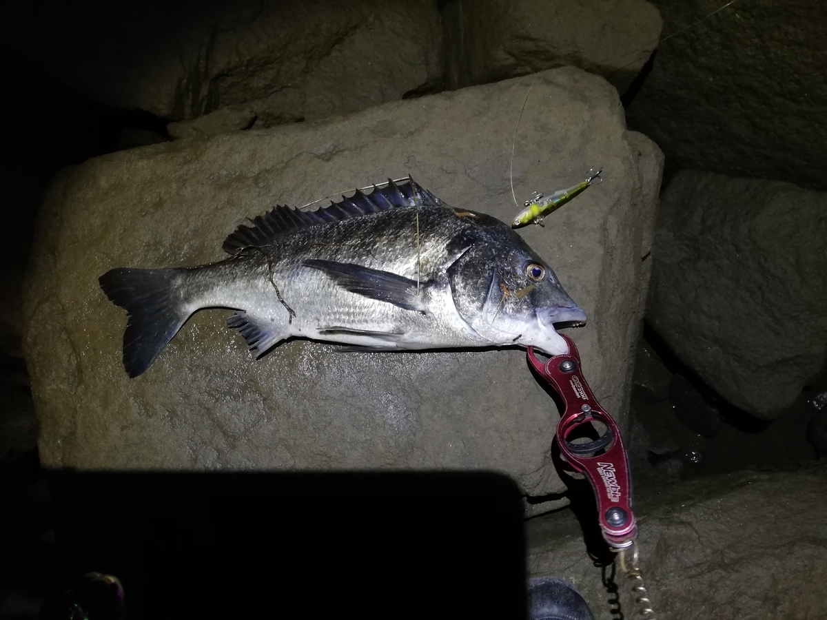 チヌを狙いに短時間釣行して来ました 釣りダネ