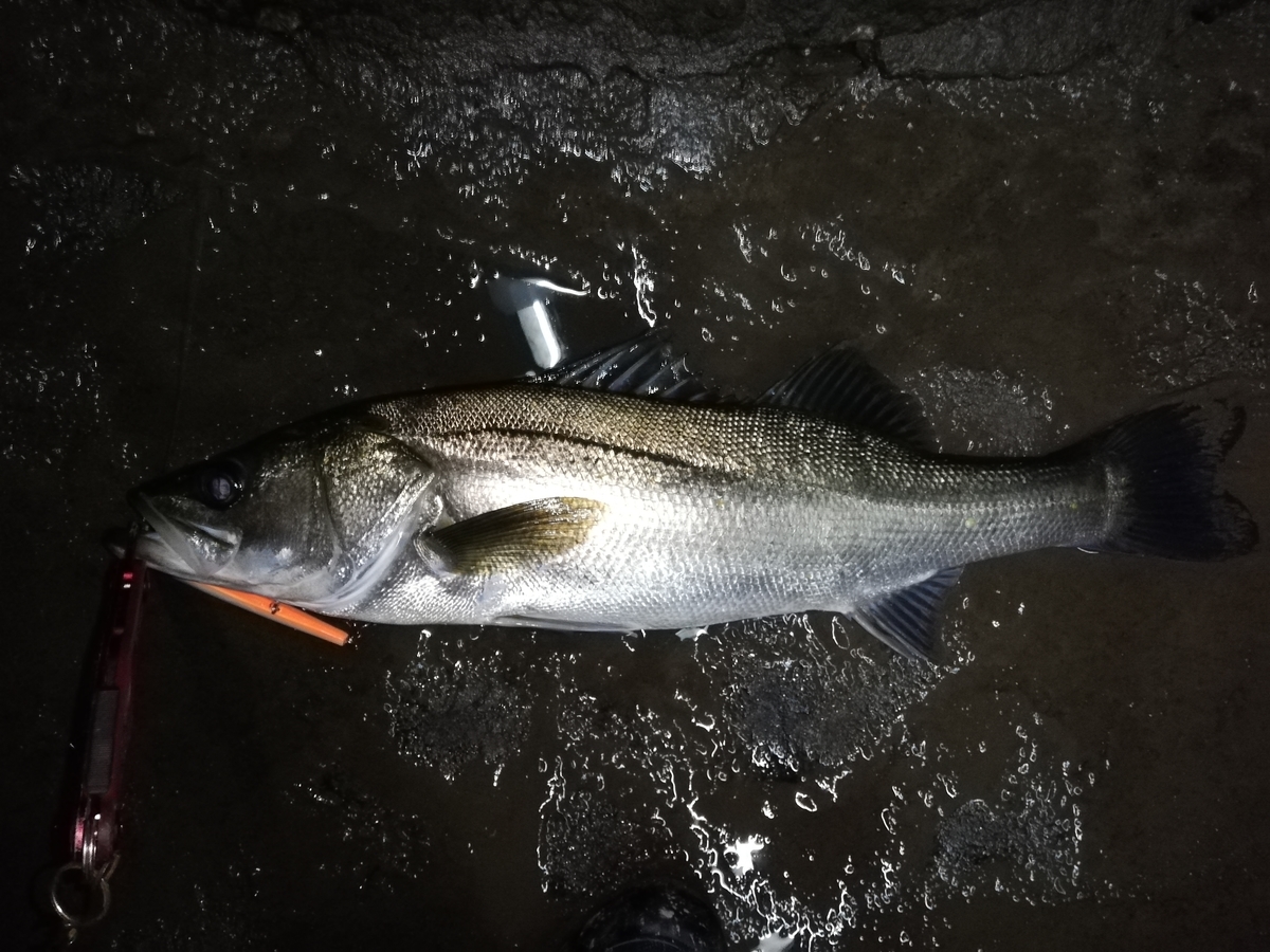 f:id:tsuridane:20191012173606j:plain f:id:tsuridane:20191012173606j:plain