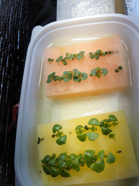 f:id:tsurifish:20230501095548j:image f:id:tsurifish:20230501095548j:image