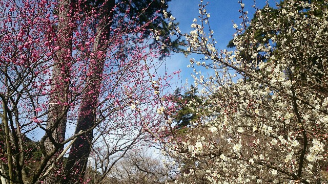 f:id:tsurikozo:20170118195957j:image