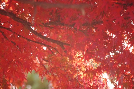 f:id:tsurinews:20061201082050j:image