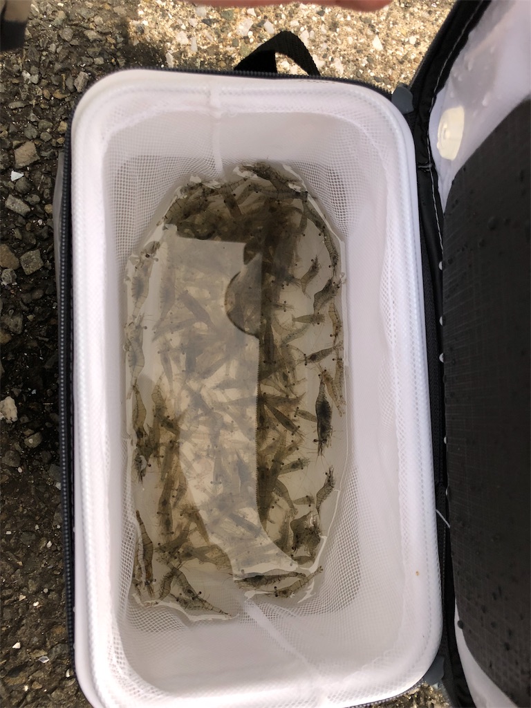 18 4 7 八景島駅付近 釣果 釣り場情報 メバル釣り 素人釣り 三浦半島 須磨 熊本ブログ