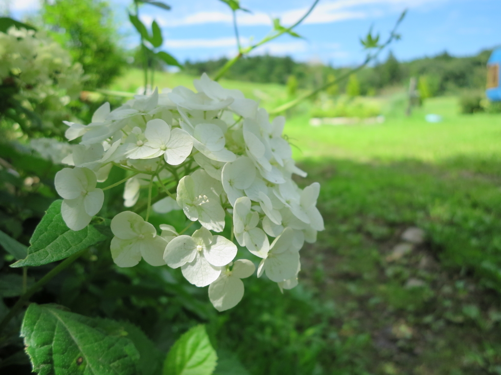 f:id:tsuritengoku:20170826112615j:plain f:id:tsuritengoku:20170826112615j:plain