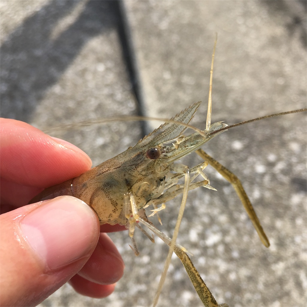 f:id:tsuritsuri:20170618003341j:image f:id:tsuritsuri:20170618003341j:image