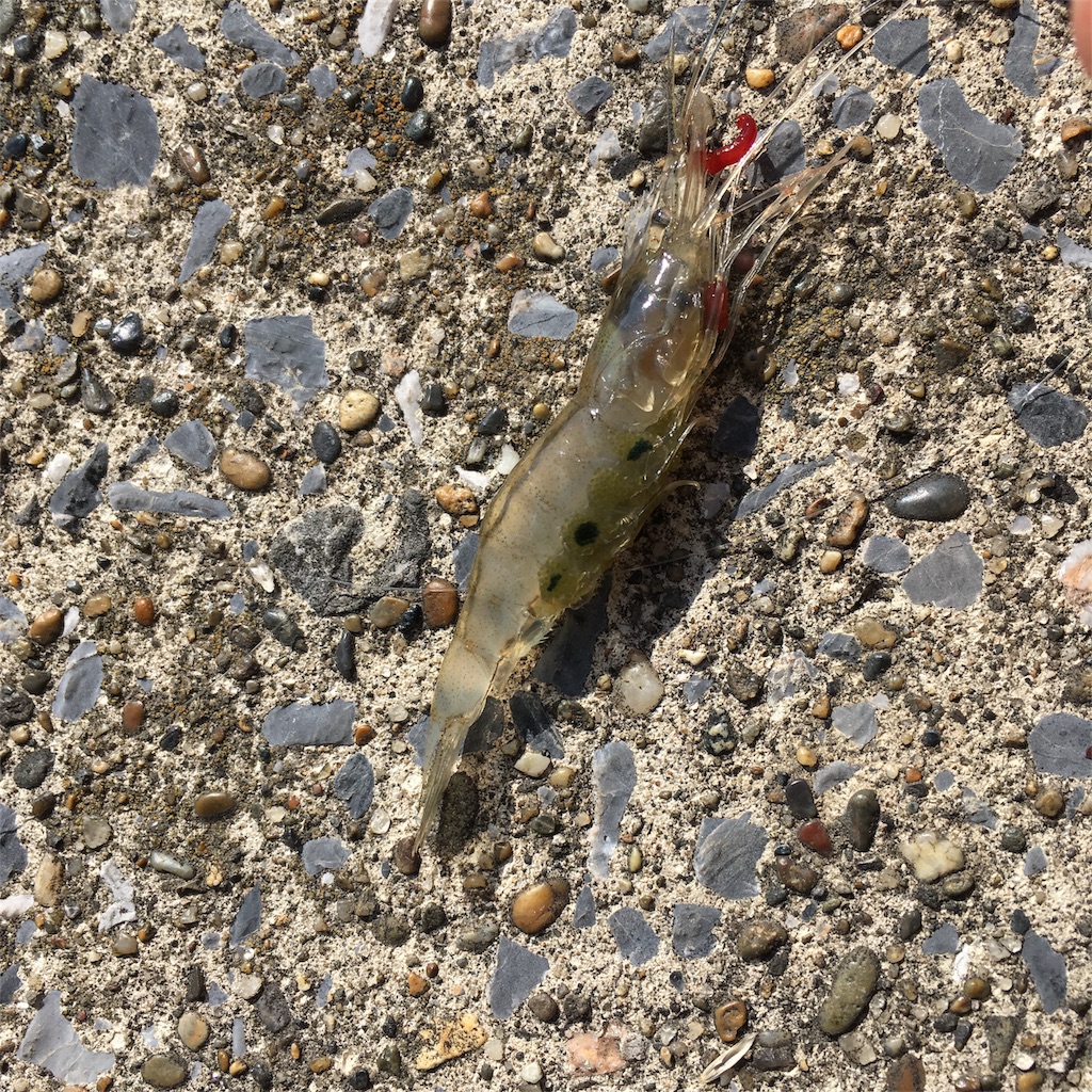 f:id:tsuritsuri:20170618003428j:image f:id:tsuritsuri:20170618003428j:image