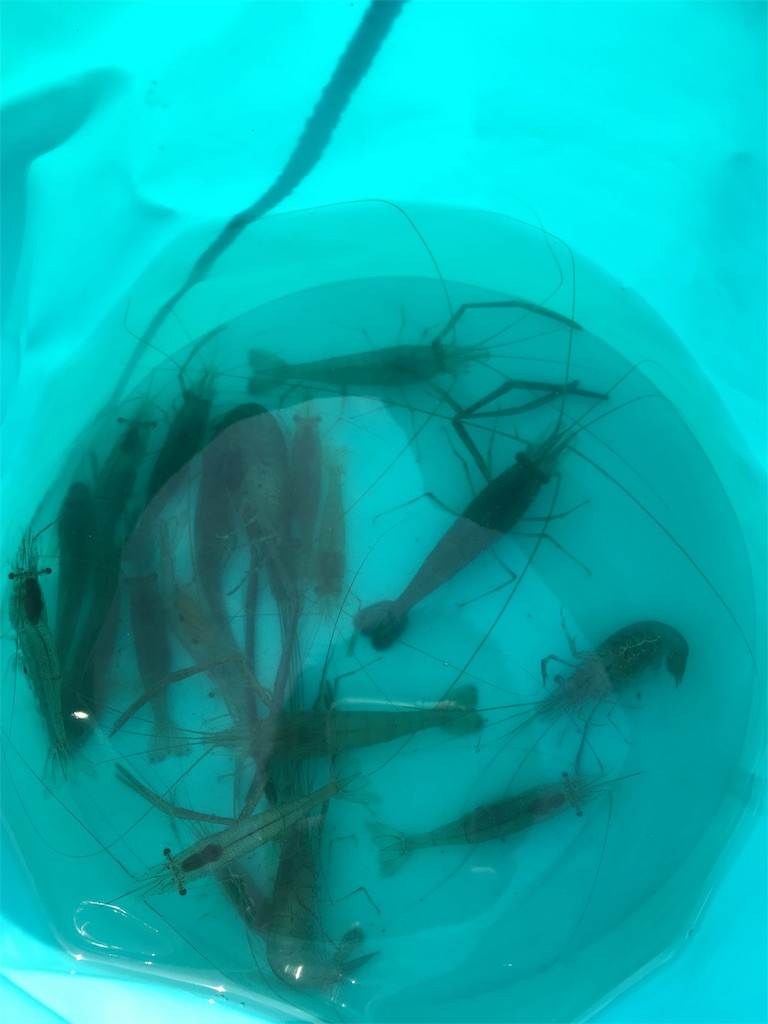 f:id:tsuritsuri:20170618003445j:image f:id:tsuritsuri:20170618003445j:image