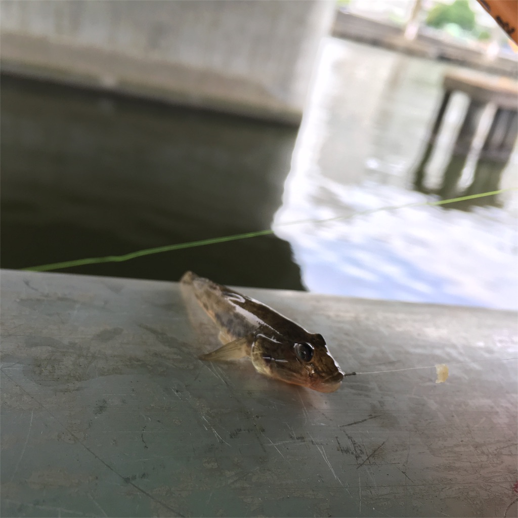 f:id:tsuritsuri:20170623004449j:image