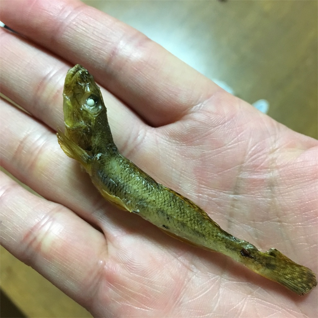 高級食材 ハゼの焼き干しの為に 雨の中釣りへ 厳しい釣りで ツ抜け の意味を知る まいにちワイン ときどき釣り