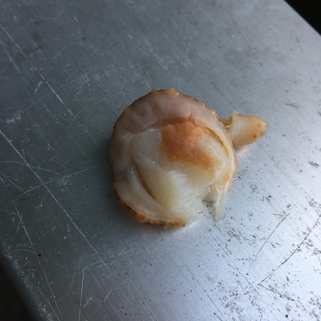 初めてでも簡単 家族でハゼ釣りのススメ 道具 エサ編 まいにちワイン ときどき釣り