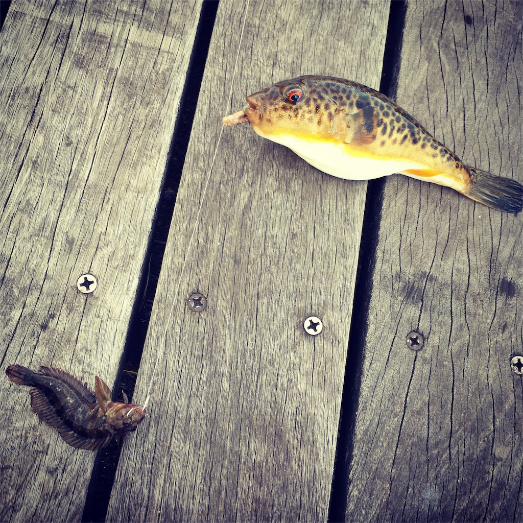 f:id:tsuritsuri:20171121101605j:image