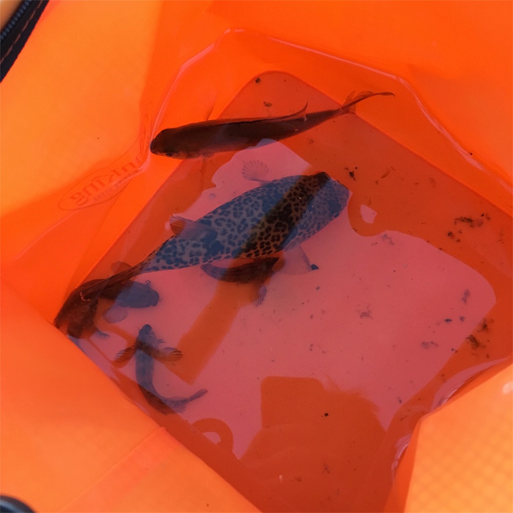 f:id:tsuritsuri:20171121113217j:image