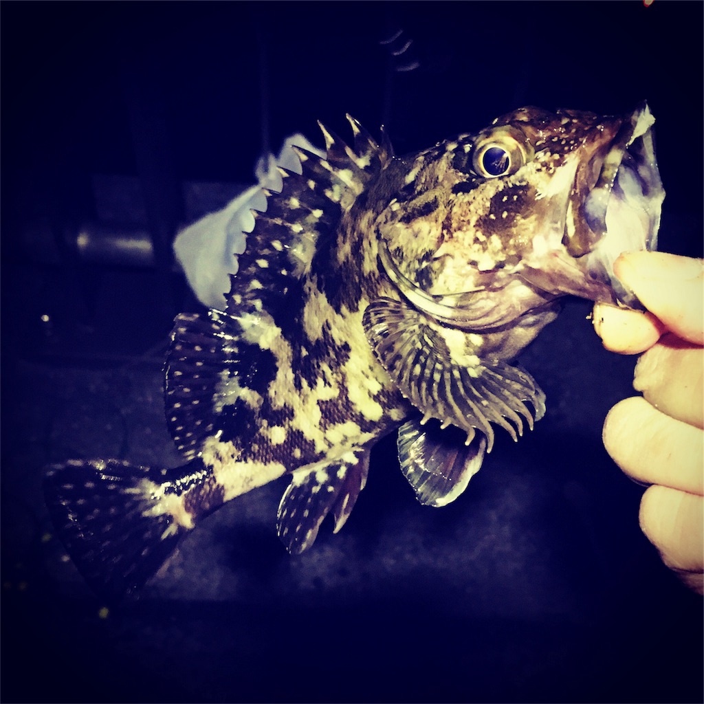 f:id:tsuritsuri:20171202075732j:image