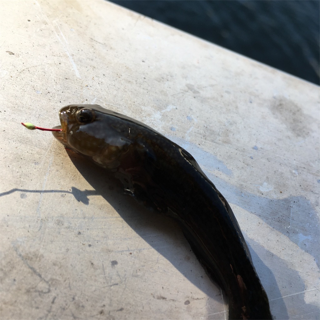 f:id:tsuritsuri:20171221175058j:image f:id:tsuritsuri:20171221175058j:image