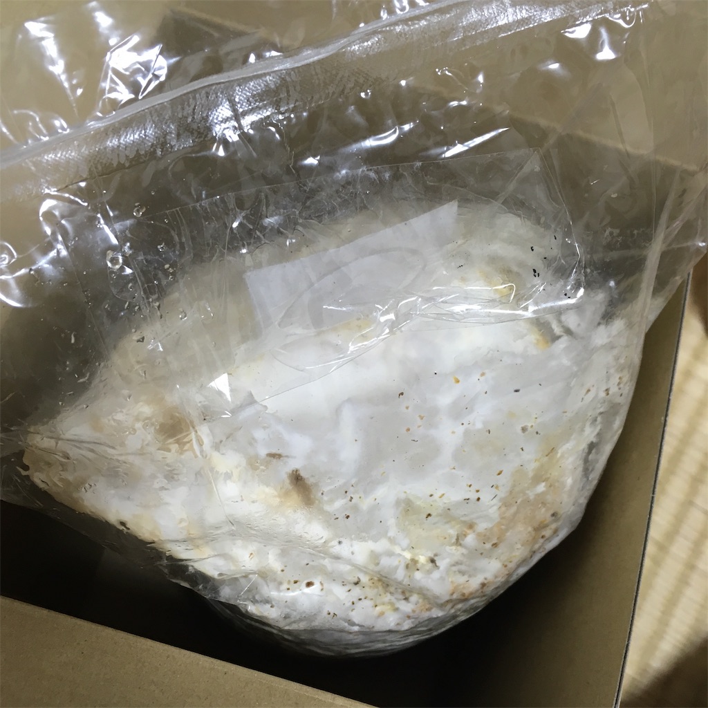 f:id:tsuritsuri:20191113084116j:image