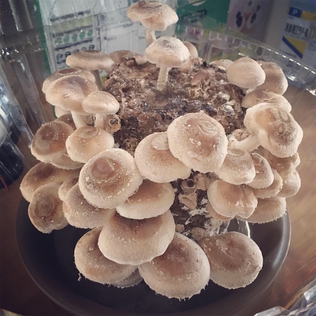 f:id:tsuritsuri:20191113090017j:image