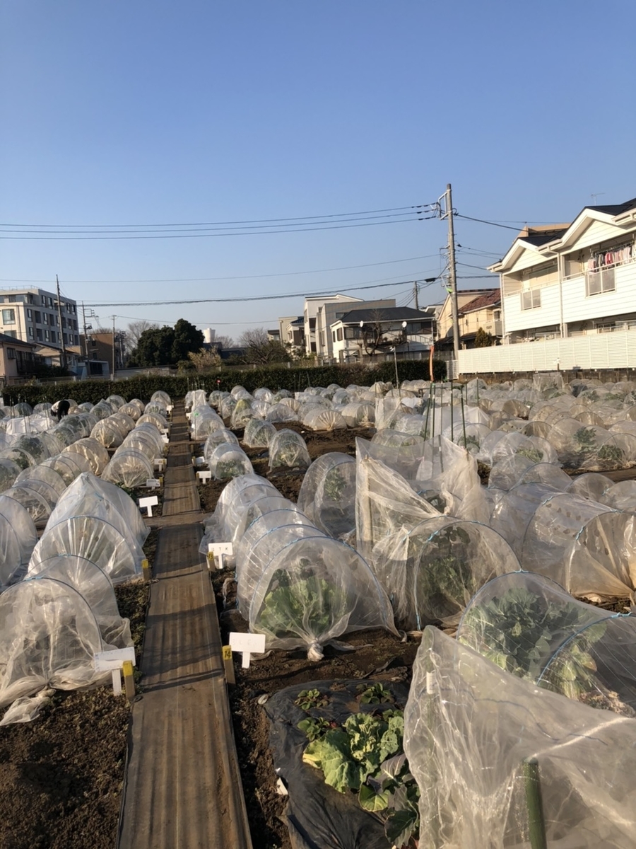 f:id:tsuritsuri:20210606223842j:plain