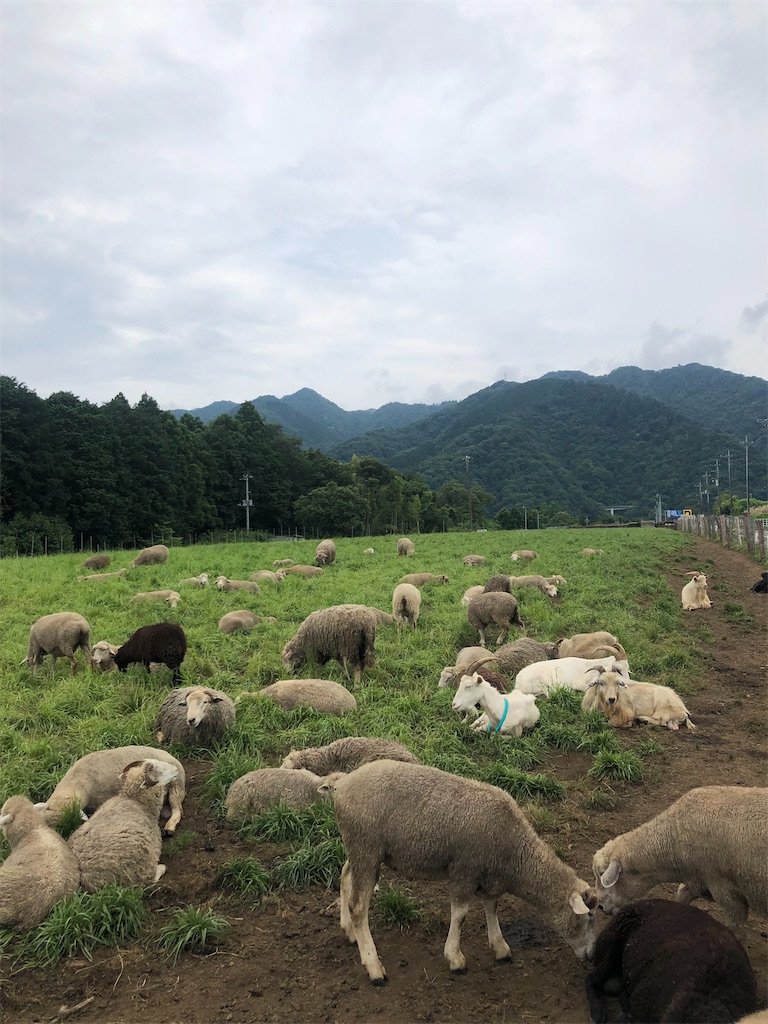 f:id:tsuritsuri:20210620155208j:image