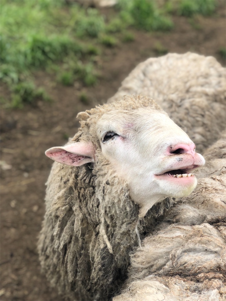 f:id:tsuritsuri:20210620155221j:image