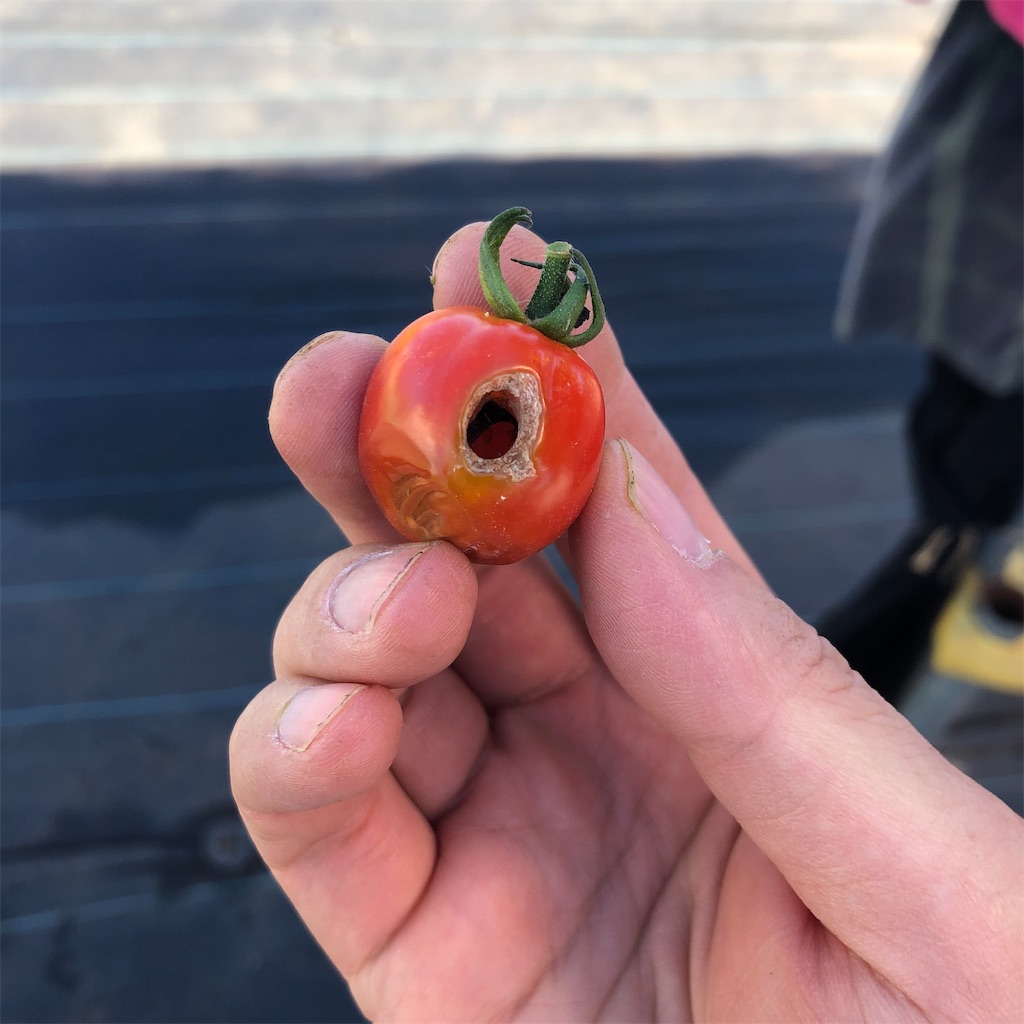 f:id:tsuritsuri:20210718212414j:image