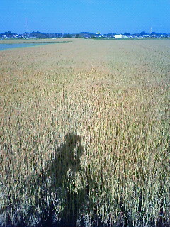 f:id:tsuru-585:20100606205018j:image