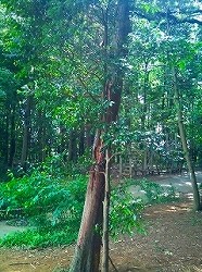 f:id:tsuru-585:20110724172440j:image