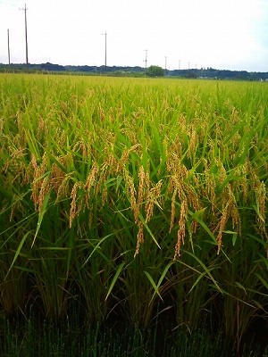 f:id:tsuru-585:20120818153912j:image