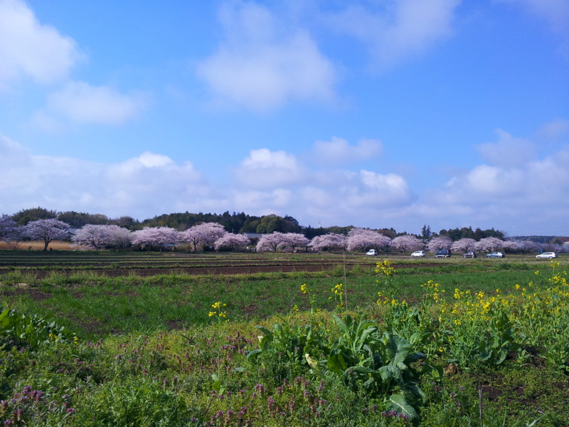 f:id:tsuru-585:20140406104701j:image:w640