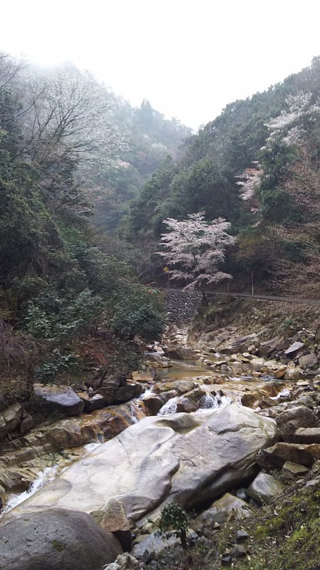 f:id:tsuru-585:20190414185455j:plain