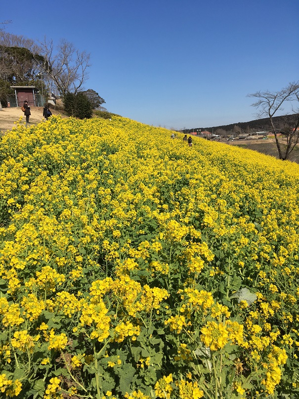 菜の花が見頃の マザー牧場 と 雛祭り つるひめの日記 菜の花が見頃の マザー牧場 と 雛祭り つるひめの日記