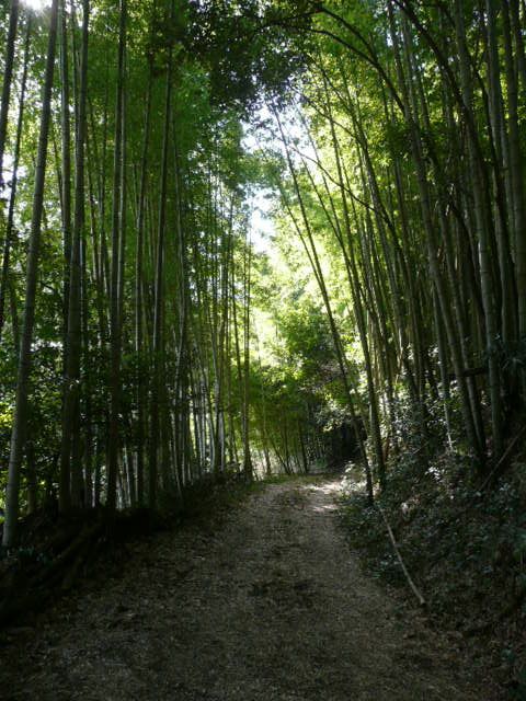 f:id:tsurukawah:20100124131354j:image:left