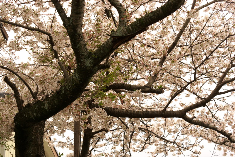f:id:tsurupon:20100404140651j:image