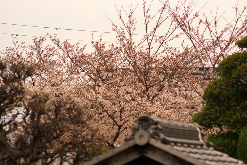 f:id:tsurupon:20100404140951j:image