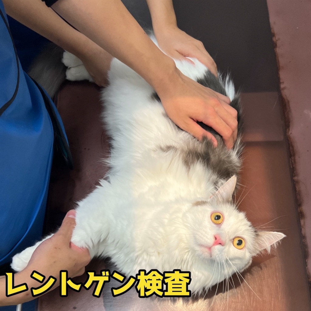 f:id:tsuruse_ah:20231112180226j:image f:id:tsuruse_ah:20231112180226j:image