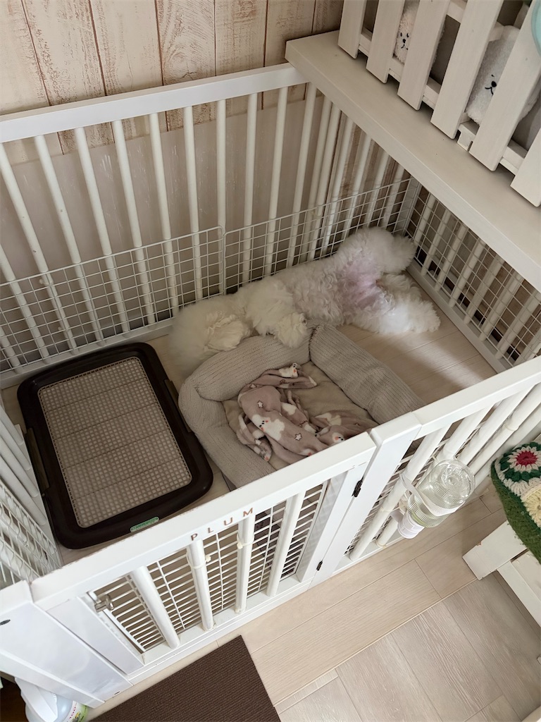 f:id:tsuruse_ah:20260915191516j:image