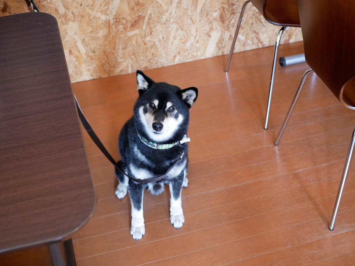 f:id:tsuruten:20200412175640j:plain