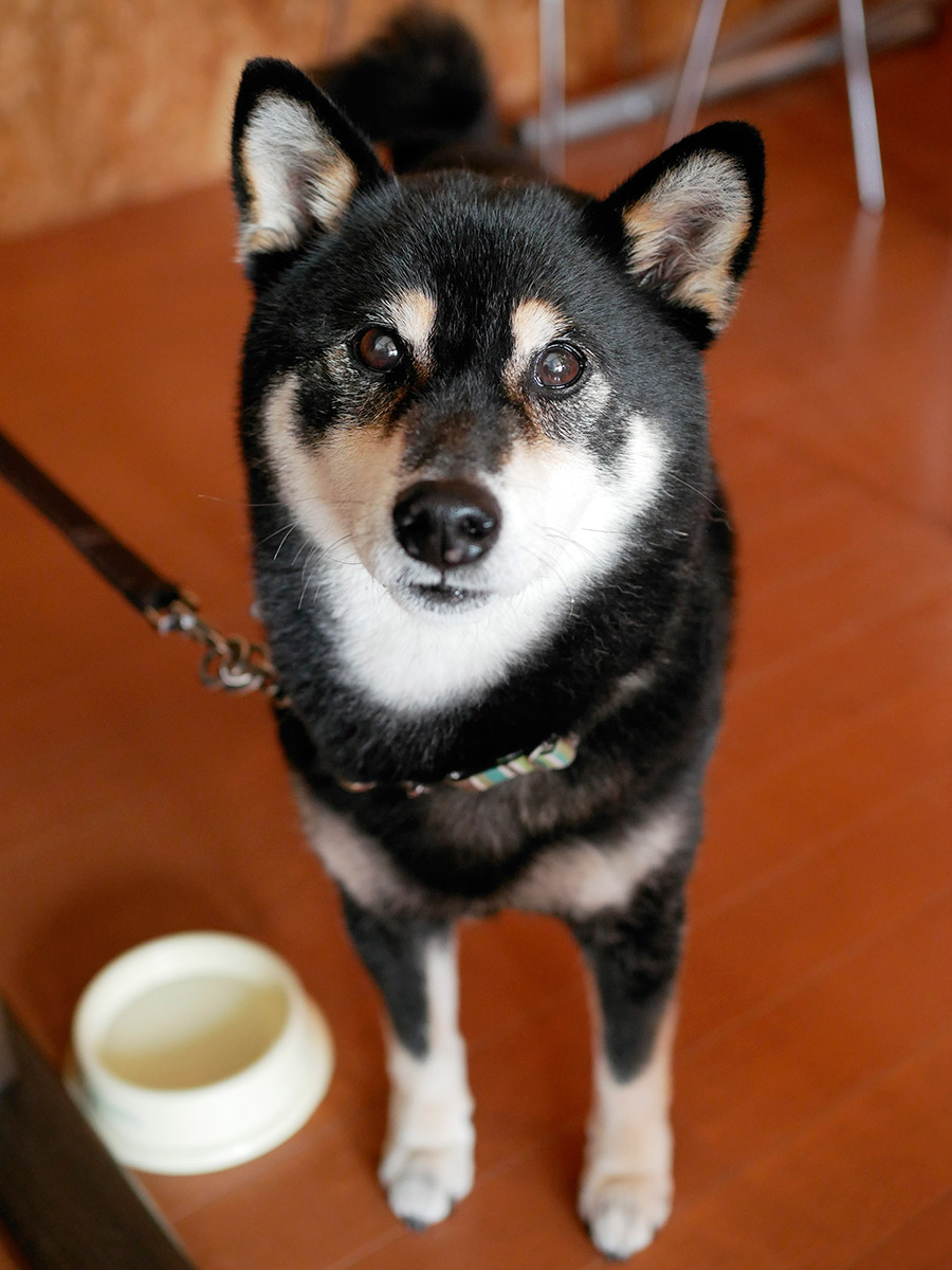 f:id:tsuruten:20200412175650j:plain
