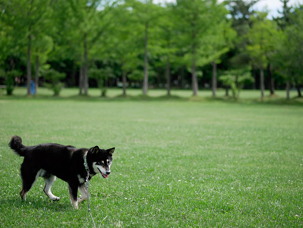 f:id:tsuruten:20200412175716j:plain