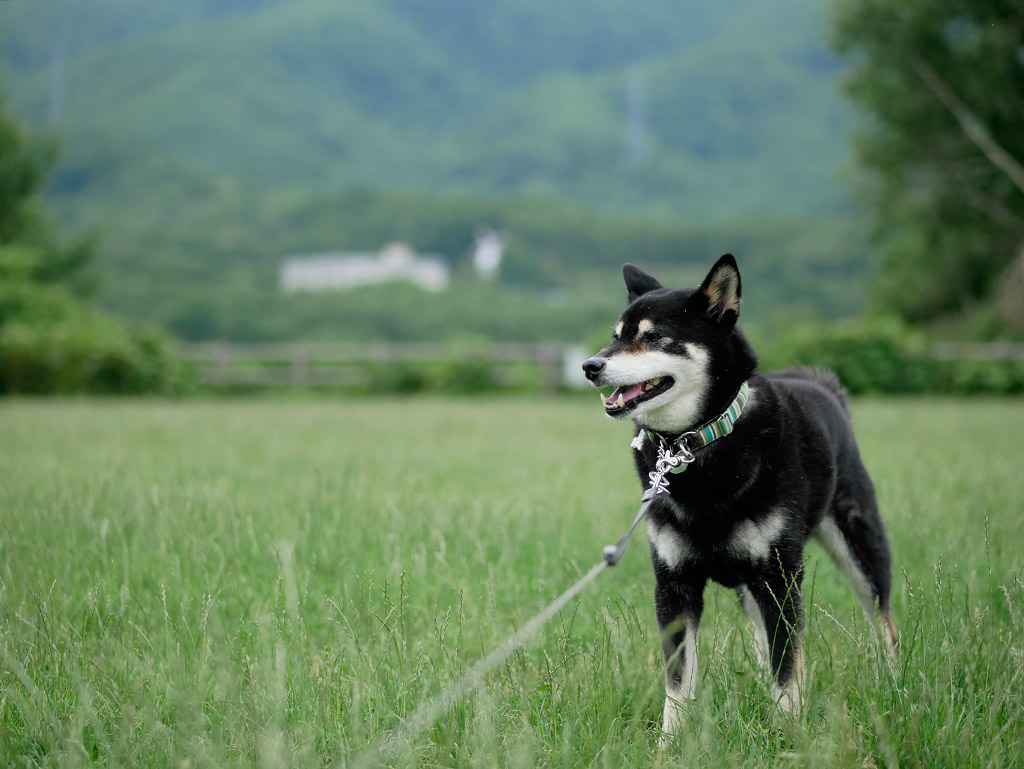 f:id:tsuruten:20200412185542j:plain