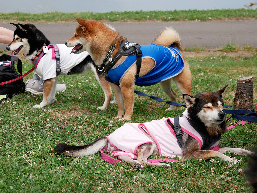 f:id:tsuruten:20200413235345j:plain