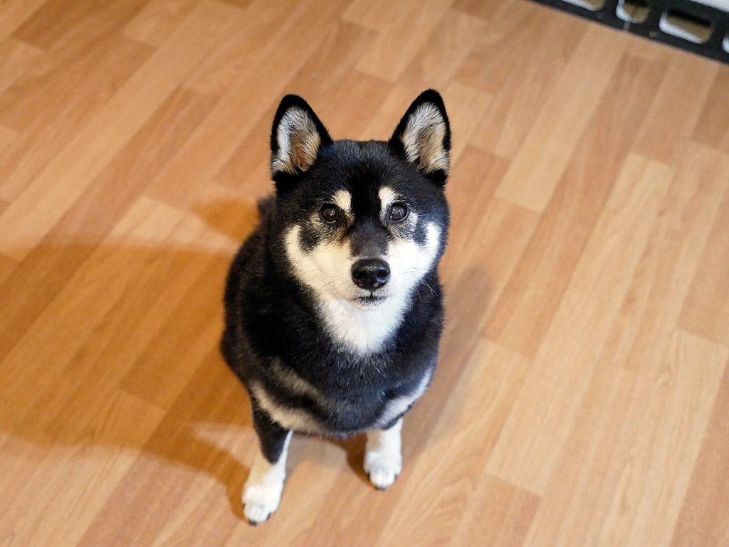 f:id:tsuruten:20200415221621j:plain