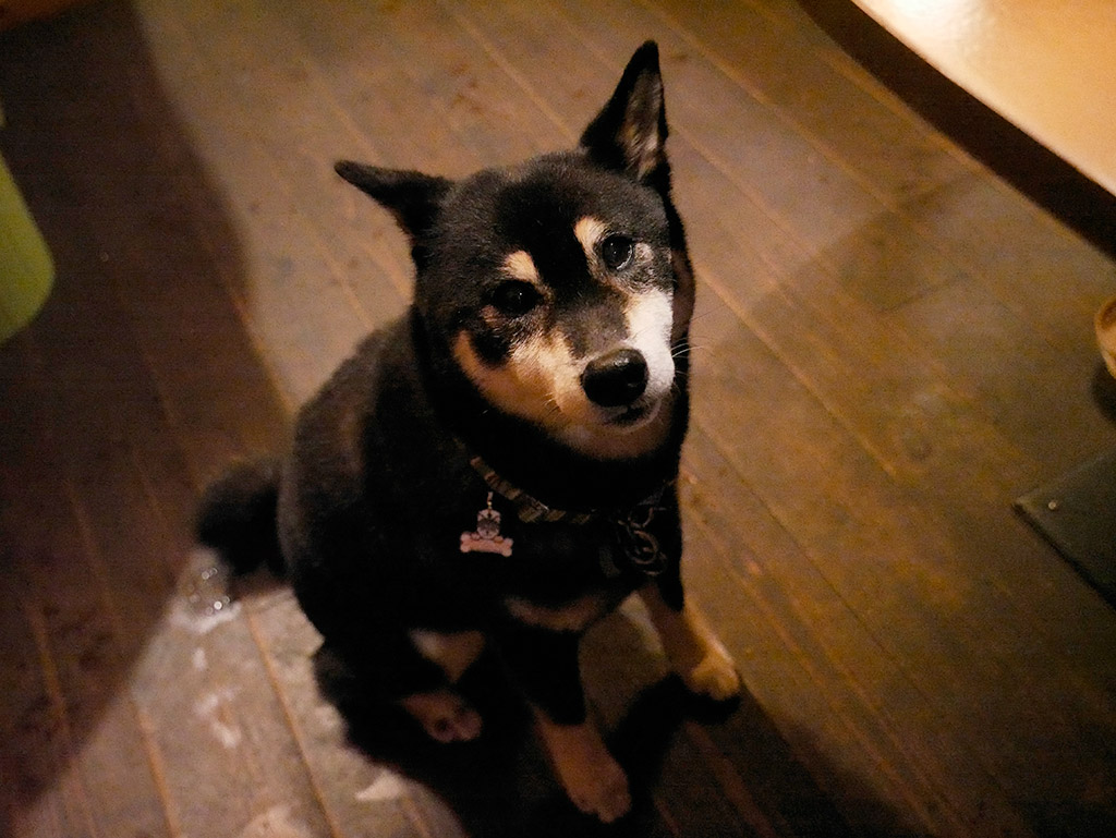 f:id:tsuruten:20200415221731j:plain