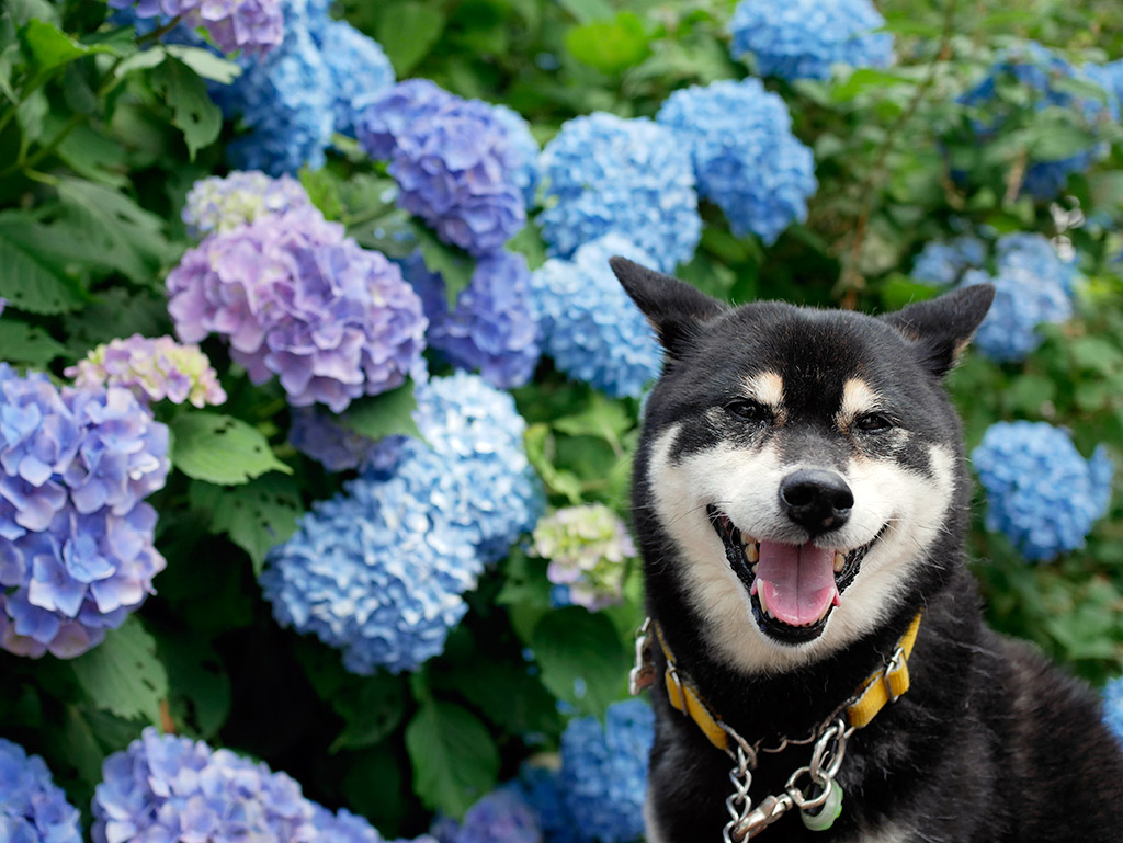 f:id:tsuruten:20200420213644j:plain