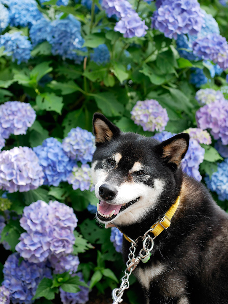 f:id:tsuruten:20200420213647j:plain